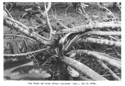 Photo of Posh Te tree smashed by cyclone.
