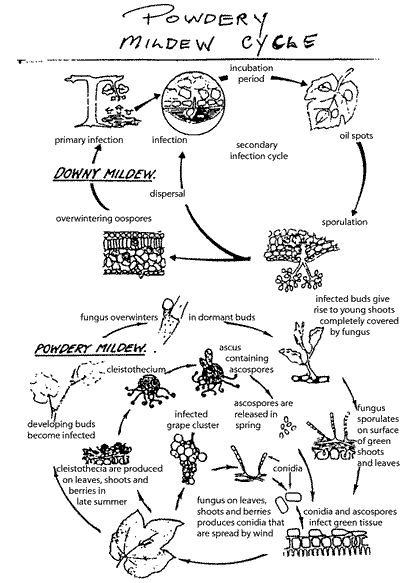 Drawing of the powdery mildew life cycle.
