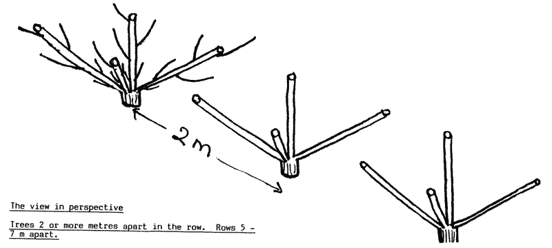 Perspective drawing of pruned trees.