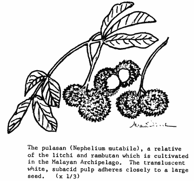 Sketch of Pulasan leaves and fruit.