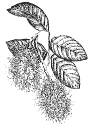 Drawing of Rambutan Fruit