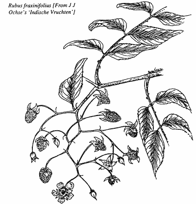 Sketch of Rubus fraxinifolius.