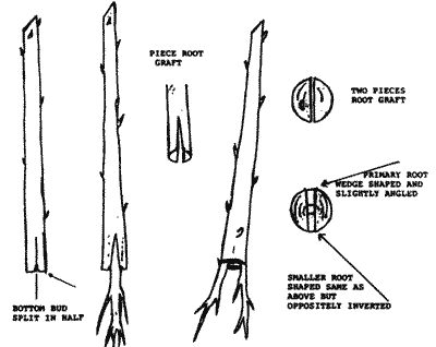Sketch of cuts made for grafting.
