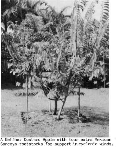 Photo of a custard apple tree with 4 extra rootstocks grafted on for support in cyclonic winds.