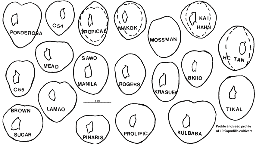 Sketches of profile and seed profile of 19 Sapodilla varieties.
