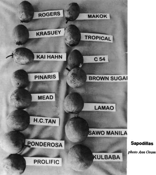 Photo of 15 Sapodilla varieties.