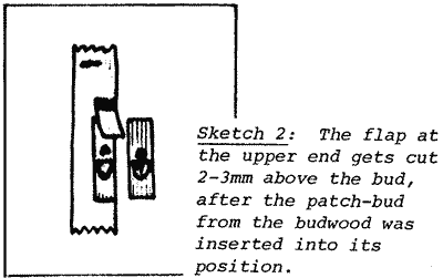 Sketch of Patch Budgraft
