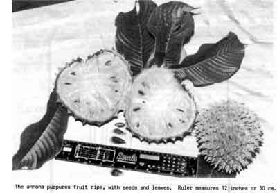 Photo of Soncoya leaves and fruit cut open.