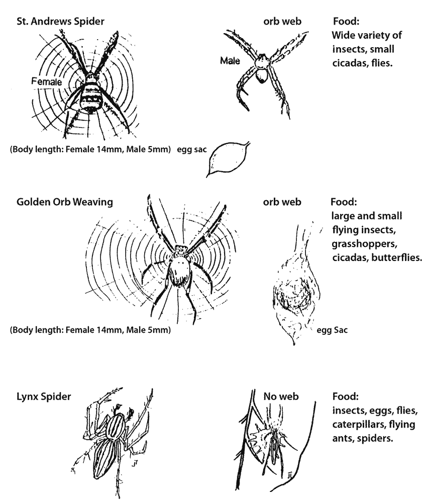 Sketches of several spider species.