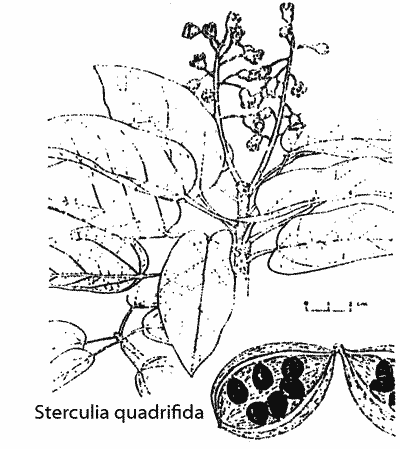 Sketch of Sterculia quadrifida.