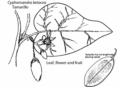 Sketch of tamarillo leaf,flower and fruit.