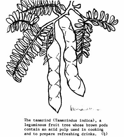 Sketch of Tamarind leaves and pods.