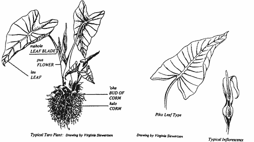 Drawings of taro plant, leaves and flower.