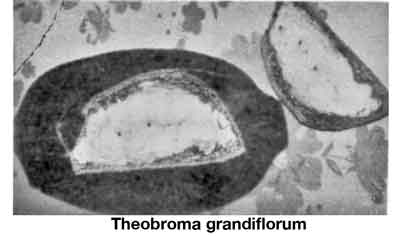 Photo of T. grandiflorum pod.