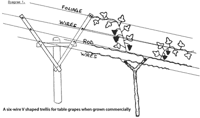 Sketch of a 6-wire V Trellis.