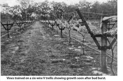 Photo of vines on a 6-wire V Trellis.