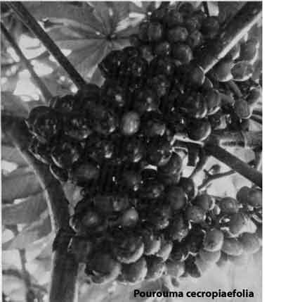 Photo of Uvilla fruits.