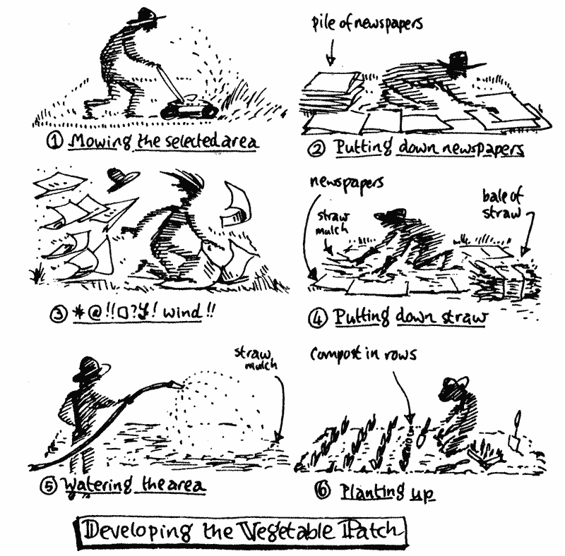 Sketches of the development of a vegie patch.