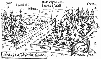 Sketch of raised vegie beds.