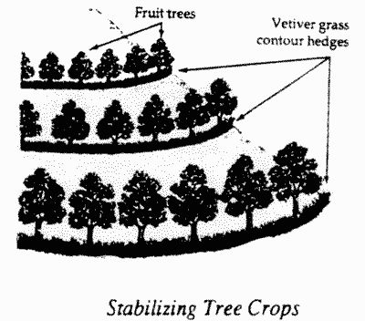 Diagram of trees on a steep slope.