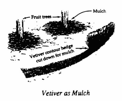 Drawing of vetiver grass as a mulch.