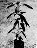 Photo of small mango tree in pot