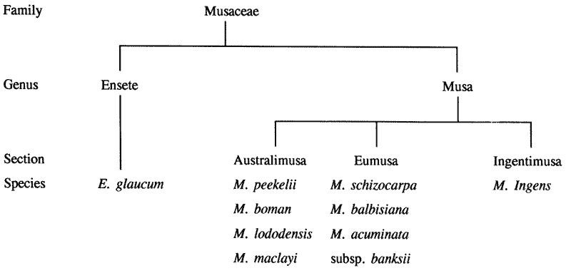 Diagram of PNG Wild Banana Species.