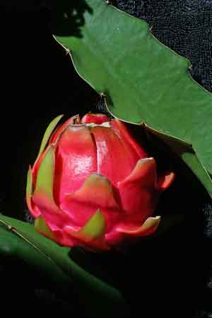 Red Pitaya photo