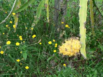 Yellow Pitaya photo